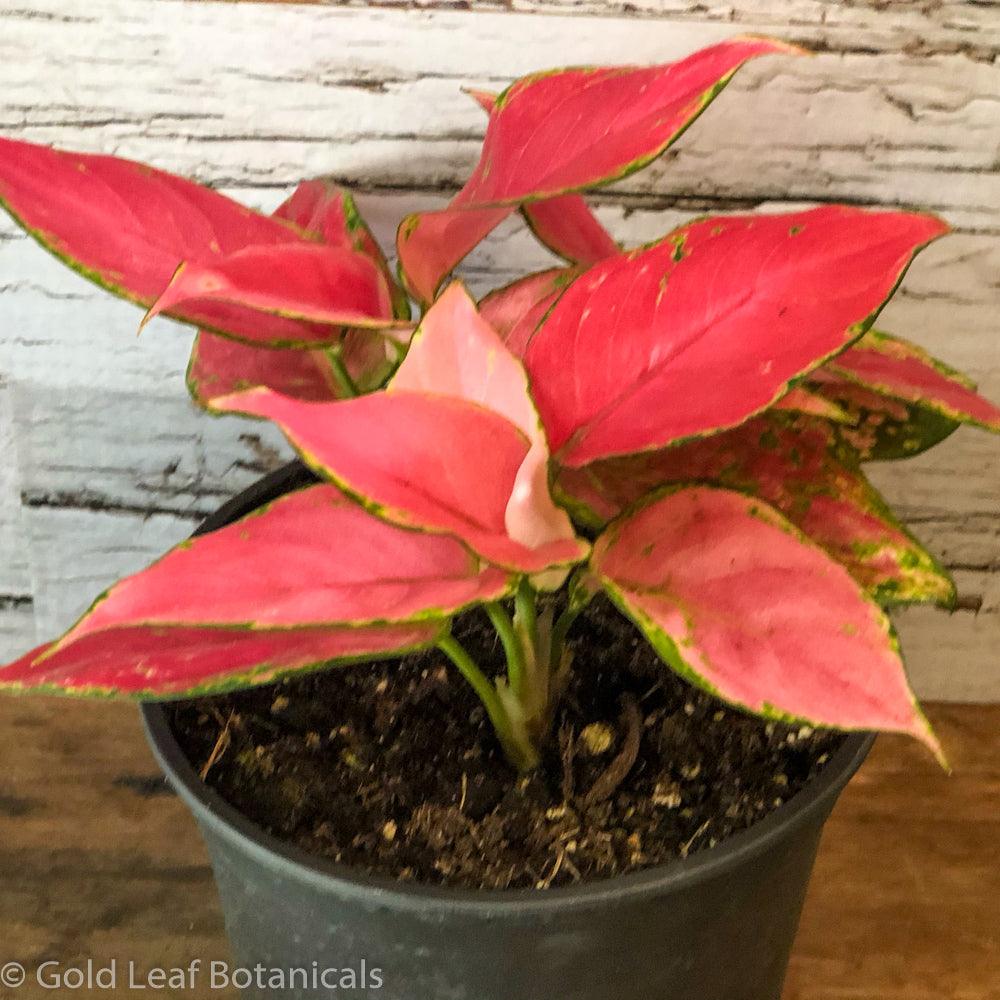 Buy Aglaonema Pink Valentine For Sale Ontario Canada