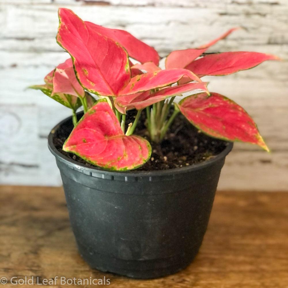 Aglaonema Pink Valentine Sun Requirements