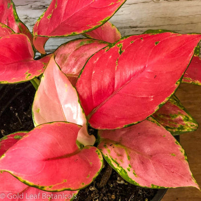 Aglaonema Pink Valentine Water Requirements