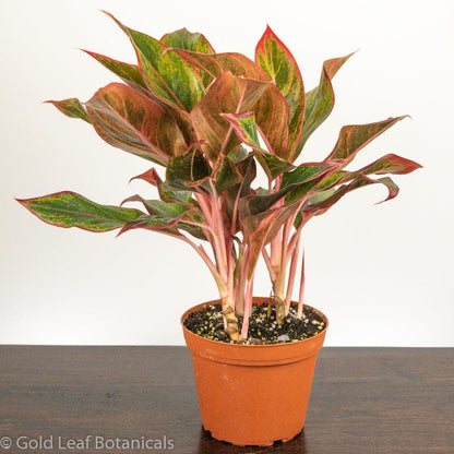 aglaonema commutatum red gold Aglaonema Red Siam Care