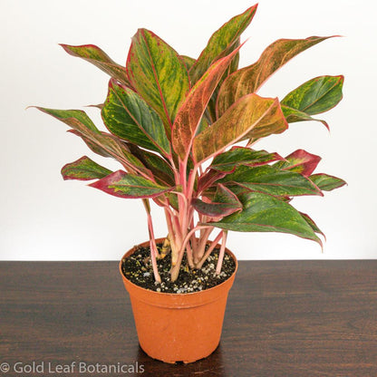 Aglaonema Red Siam For Sale