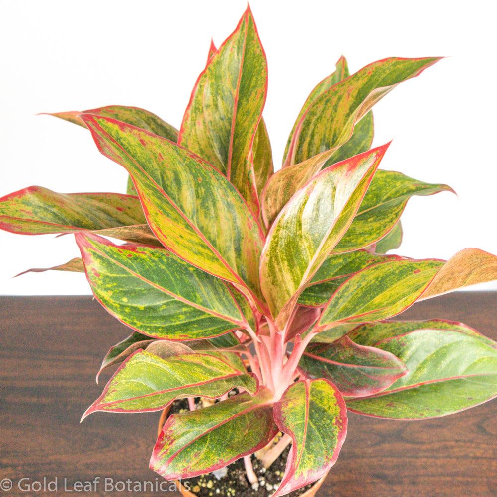 Buy Aglaonema Red Siam Ontario Canada