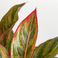 Aglaonema Red Siam Water and Sun Requirements