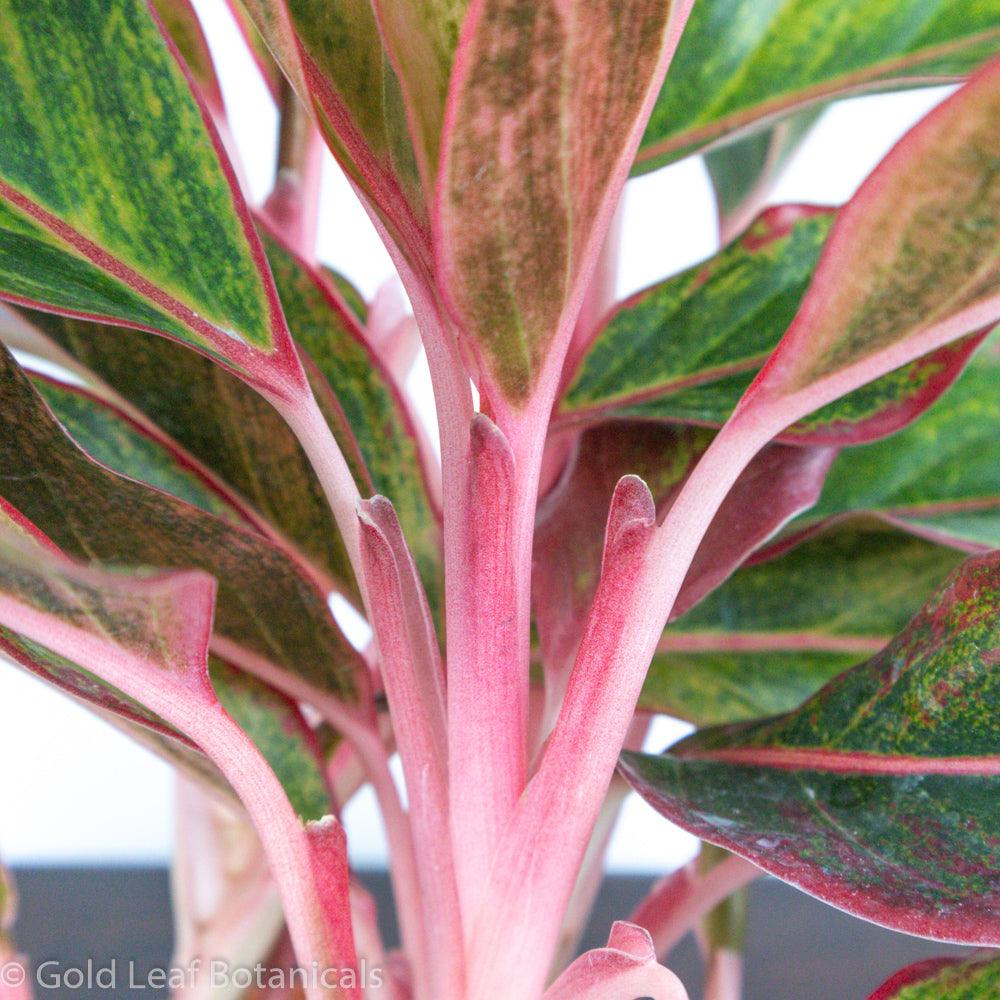 Aglaonema Red Siam Soil