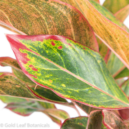 aglaonema siam wg Aglaonema Red Siam Care