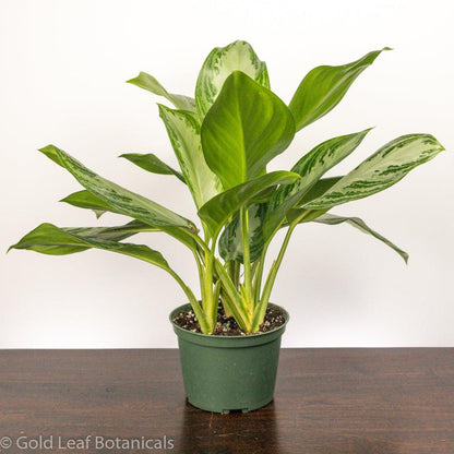 Aglaonema Silver Bay Care