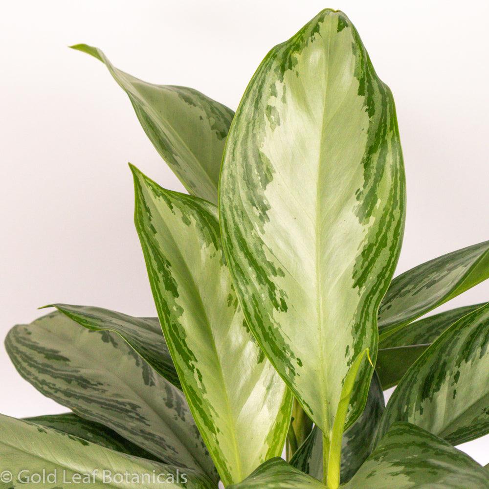 Aglaonema Silver Bay For Sale Ontario Canada