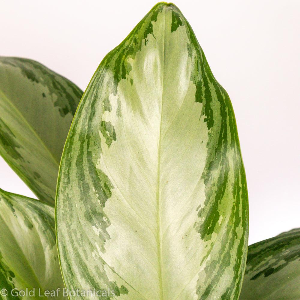 Buy Aglaonema Silver Bay