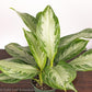 Aglaonema Silver Bay Water and Sun Requirements
