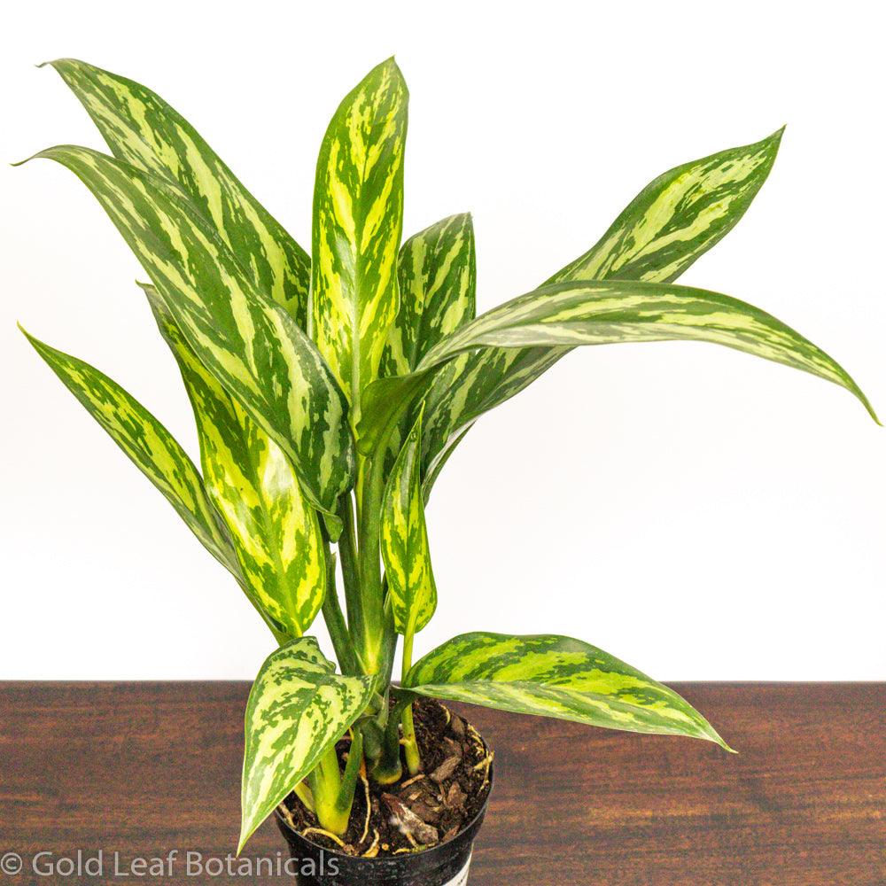 Buy Aglaonema Tigress Ontario Canada