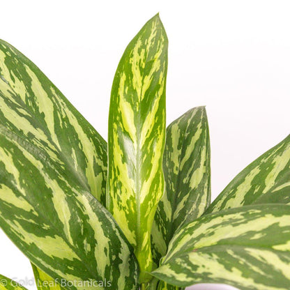 Aglaonema Tigress Water Requirements