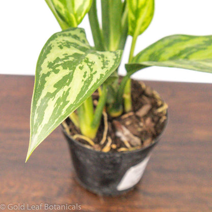 aglaonema tigress flower Aglaonema Tigress Care