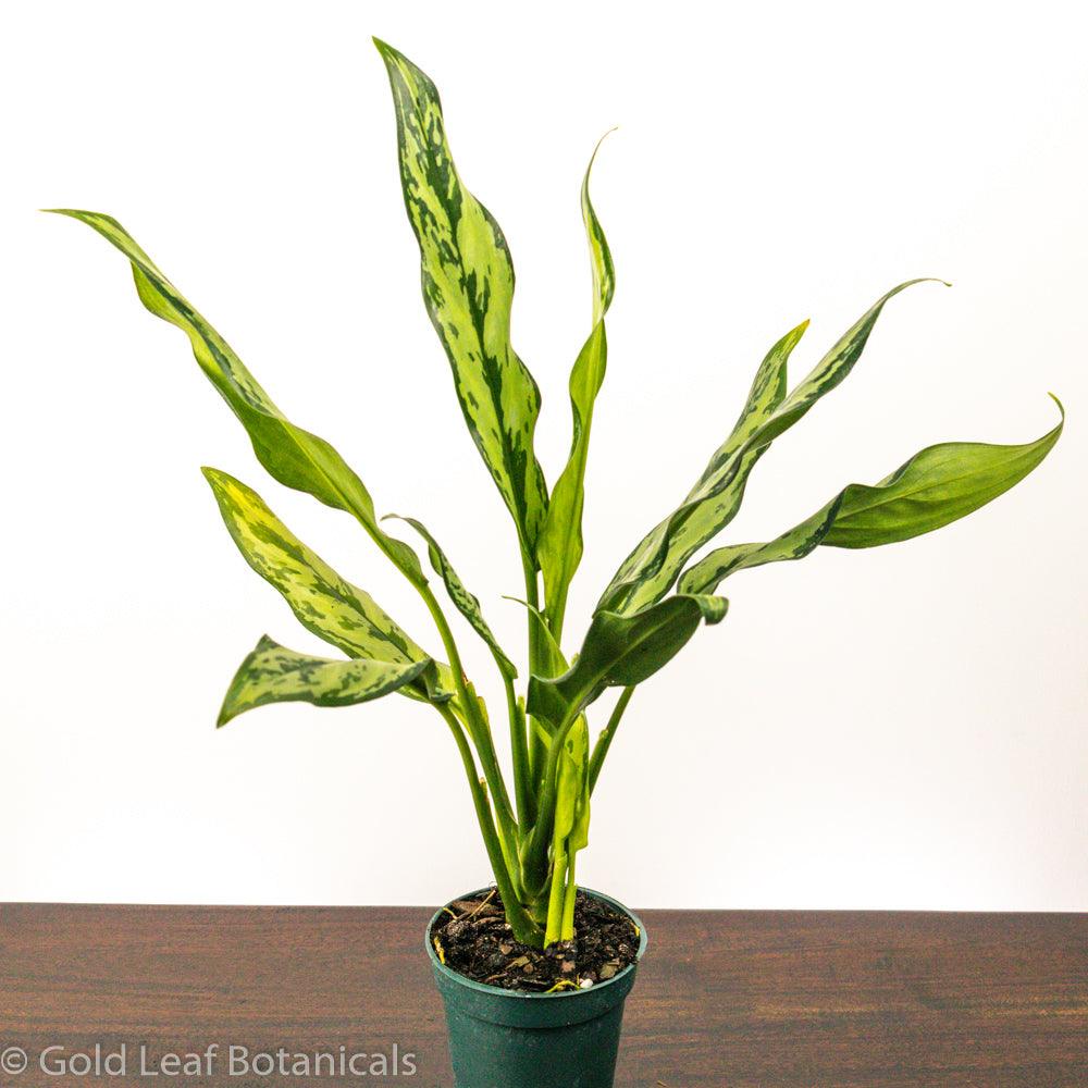 Aglaonema Tigress Care