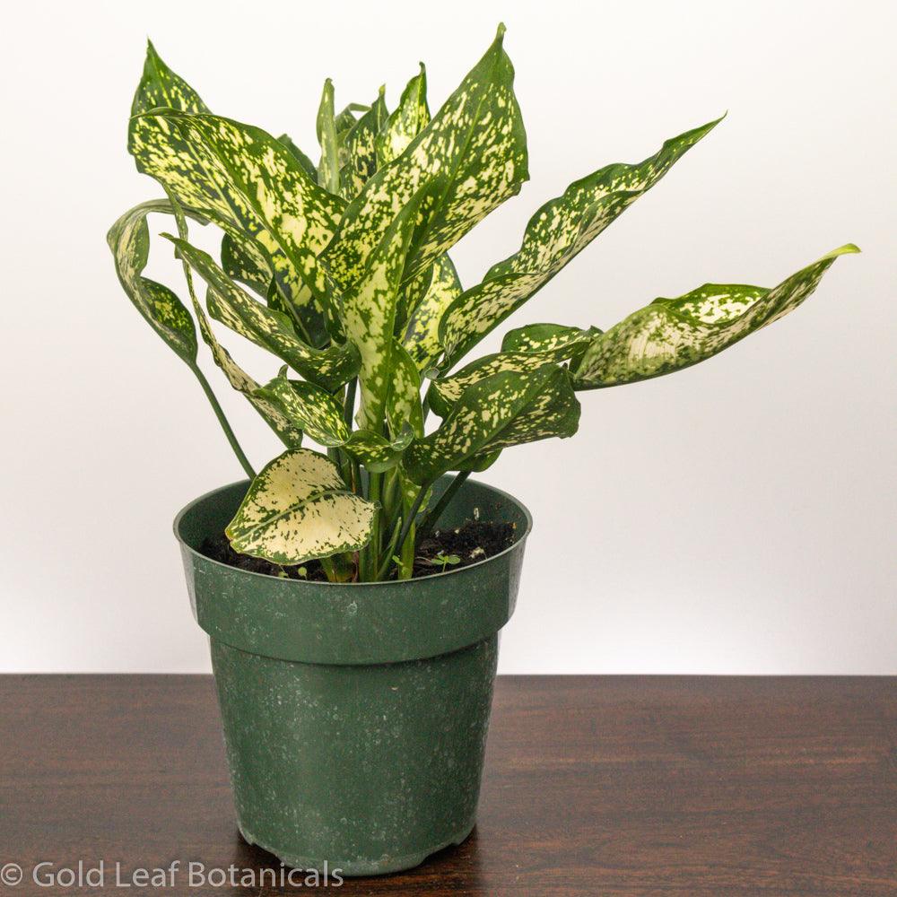 Aglaonema White Dalmatian Humidity Requirements