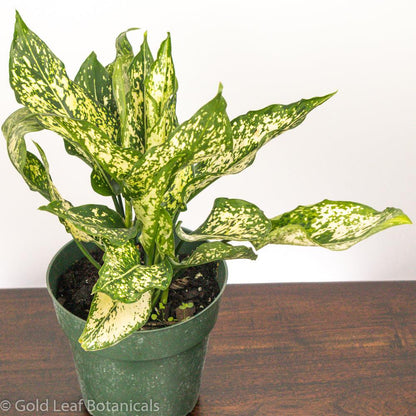 Aglaonema White Dalmatian For Sale