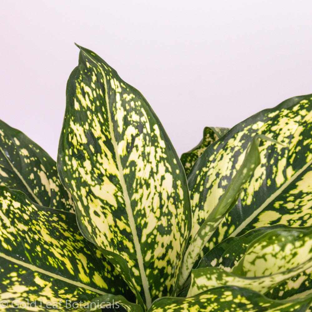 Aglaonema White Dalmatian Tips