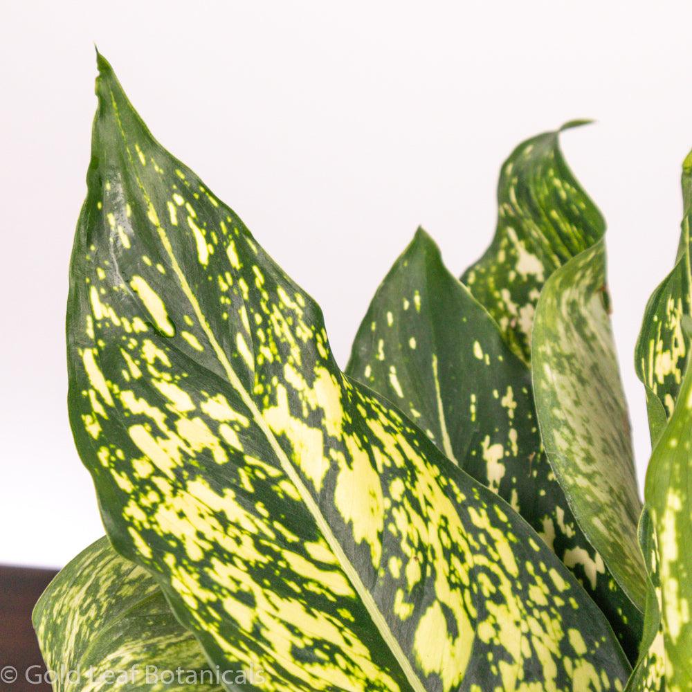 Aglaonema White Dalmatian Care Instructions