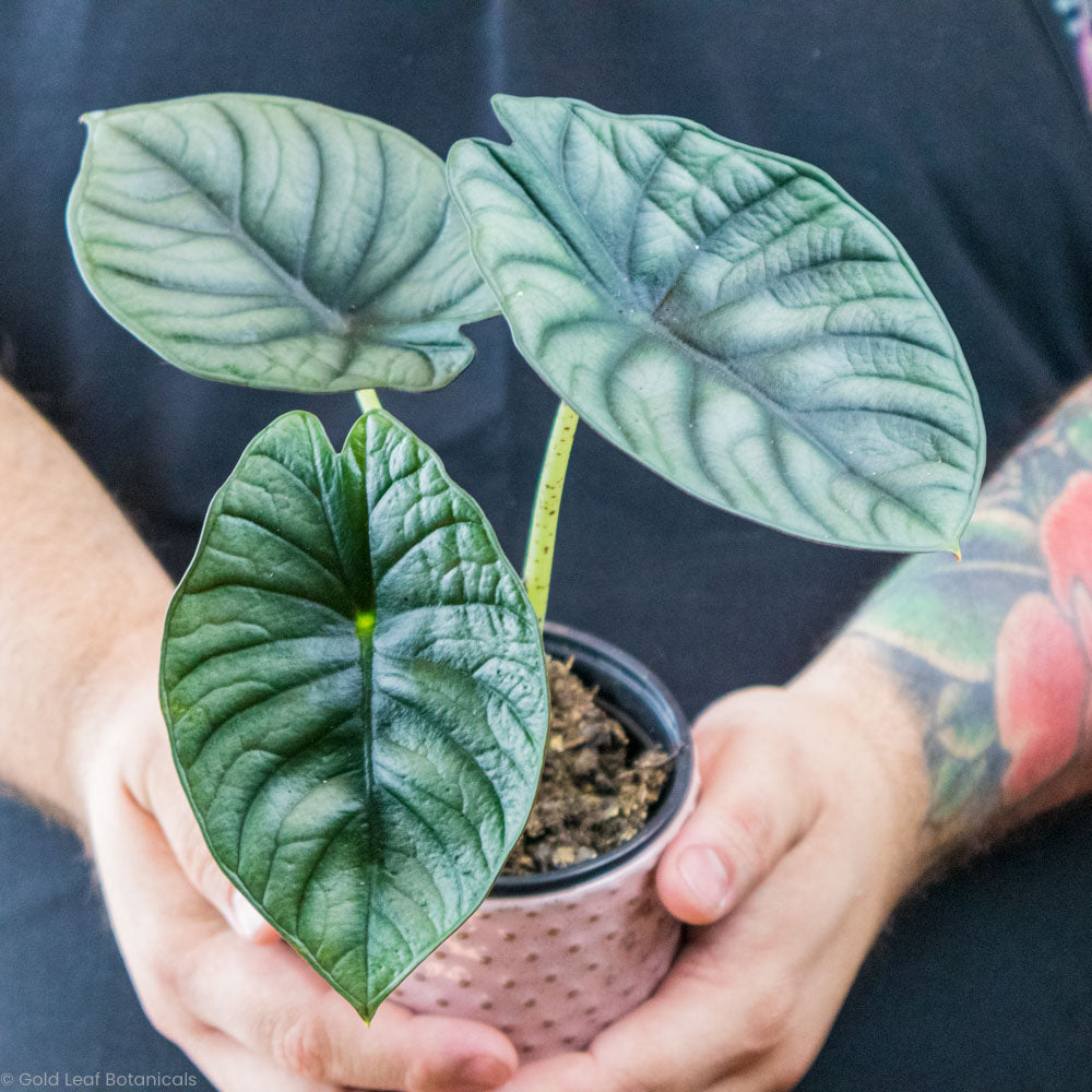 Alocasia Black Nebula Sun