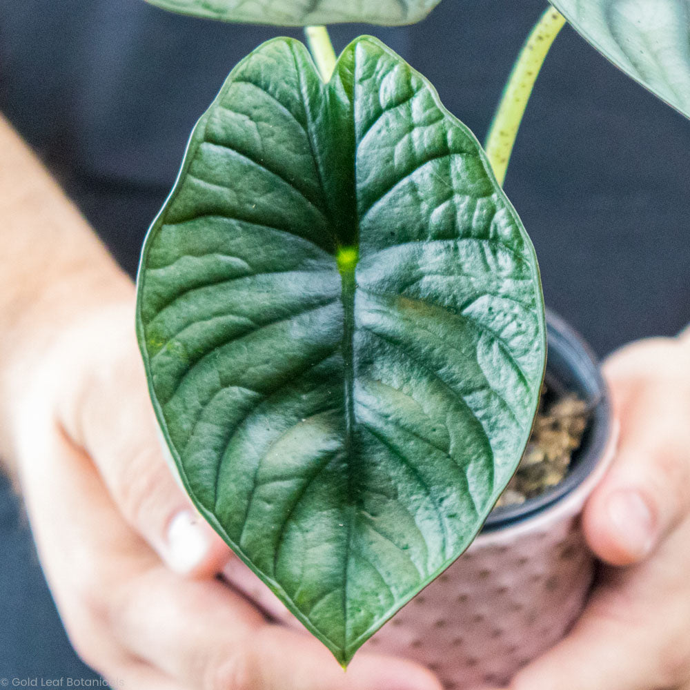 Alocasia Black Nebula Care