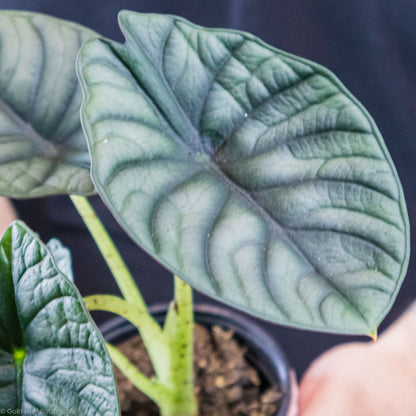 Alocasia Black Nebula Water