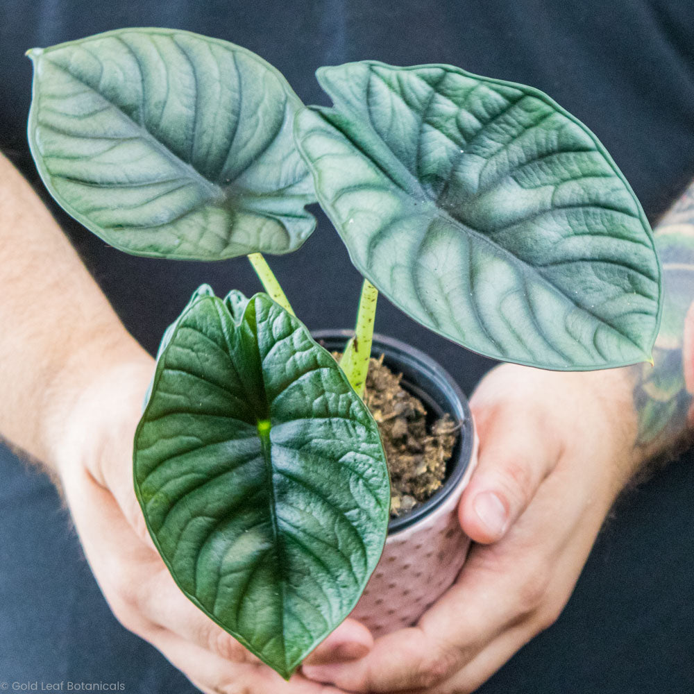 Alocasia Black Nebula Soil