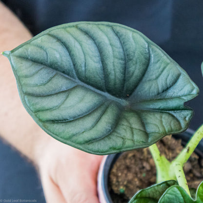 Alocasia Black Nebula Humidity