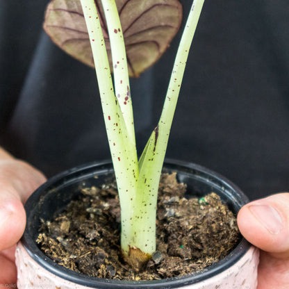 Alocasia Black Nebula Care