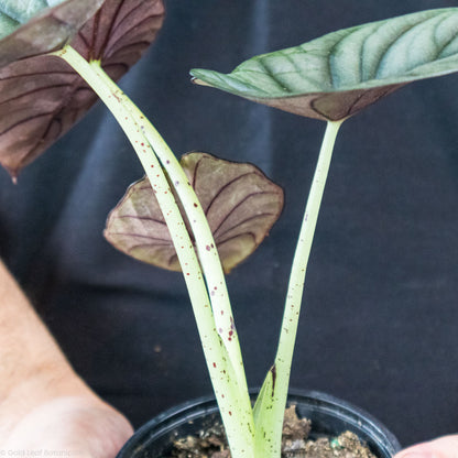 Alocasia Black Nebula Stems