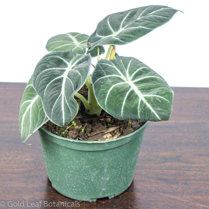 Alocasia Black Velvet Care Information