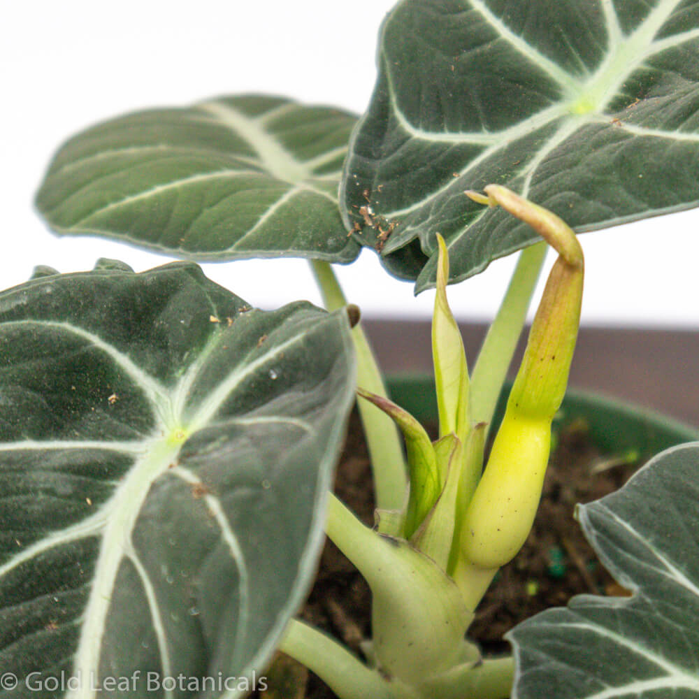 Black Velvet Alocasia