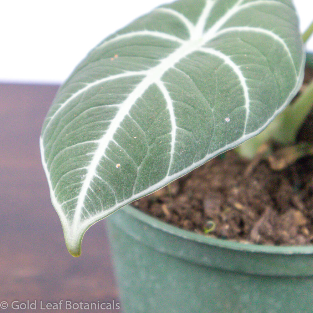 Alocasia Black Velvet Care