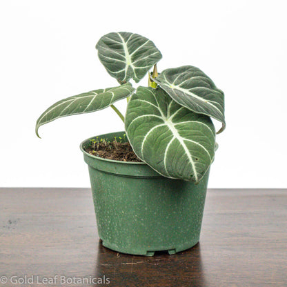 Alocasia Black Velvet Flowering