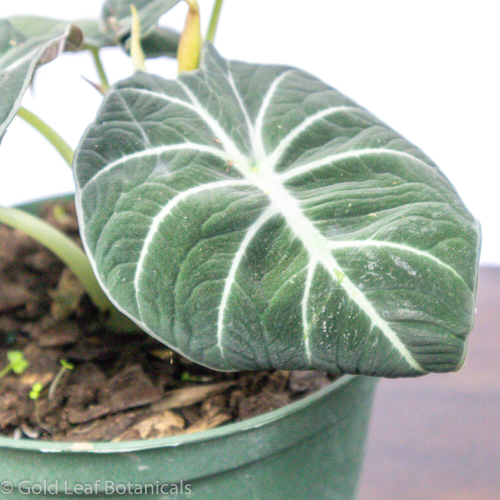 Black Velvet Alocasia Price