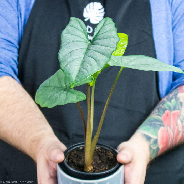 Alocasia Corazon