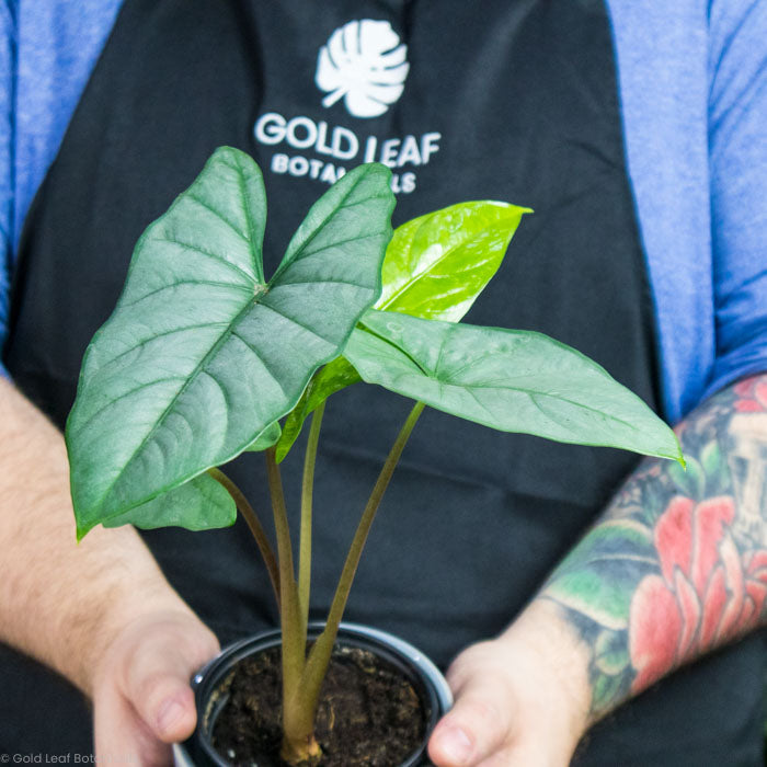 Alocasia Corazon