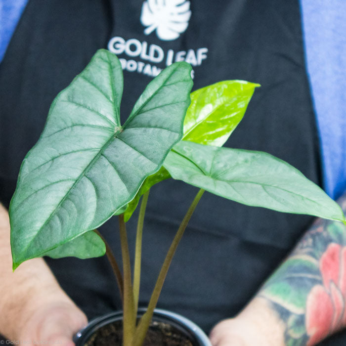 Alocasia Corazon