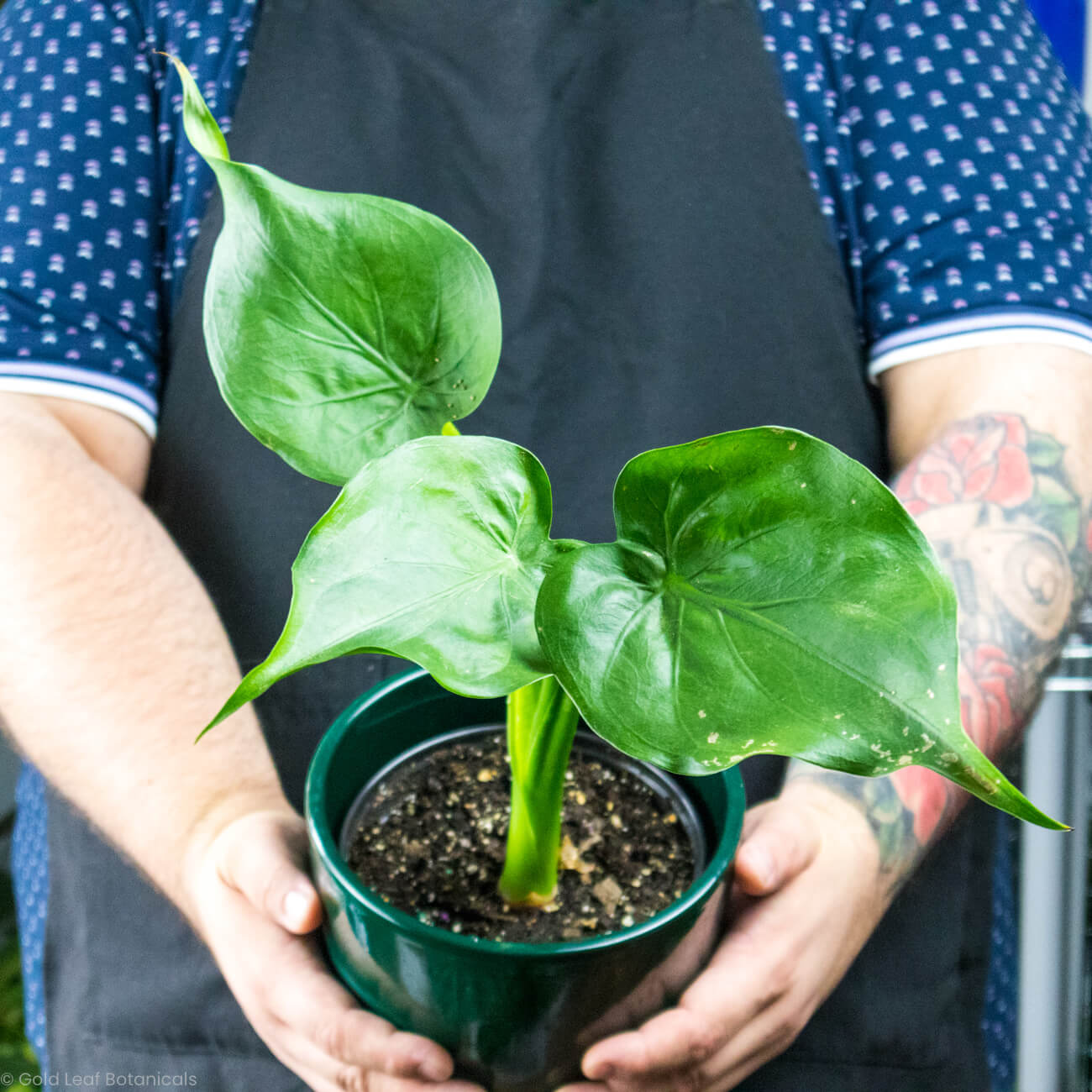 Alocasia Cucullata