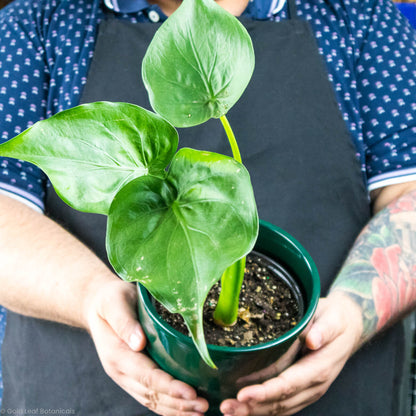 Alocasia Cucullata Care