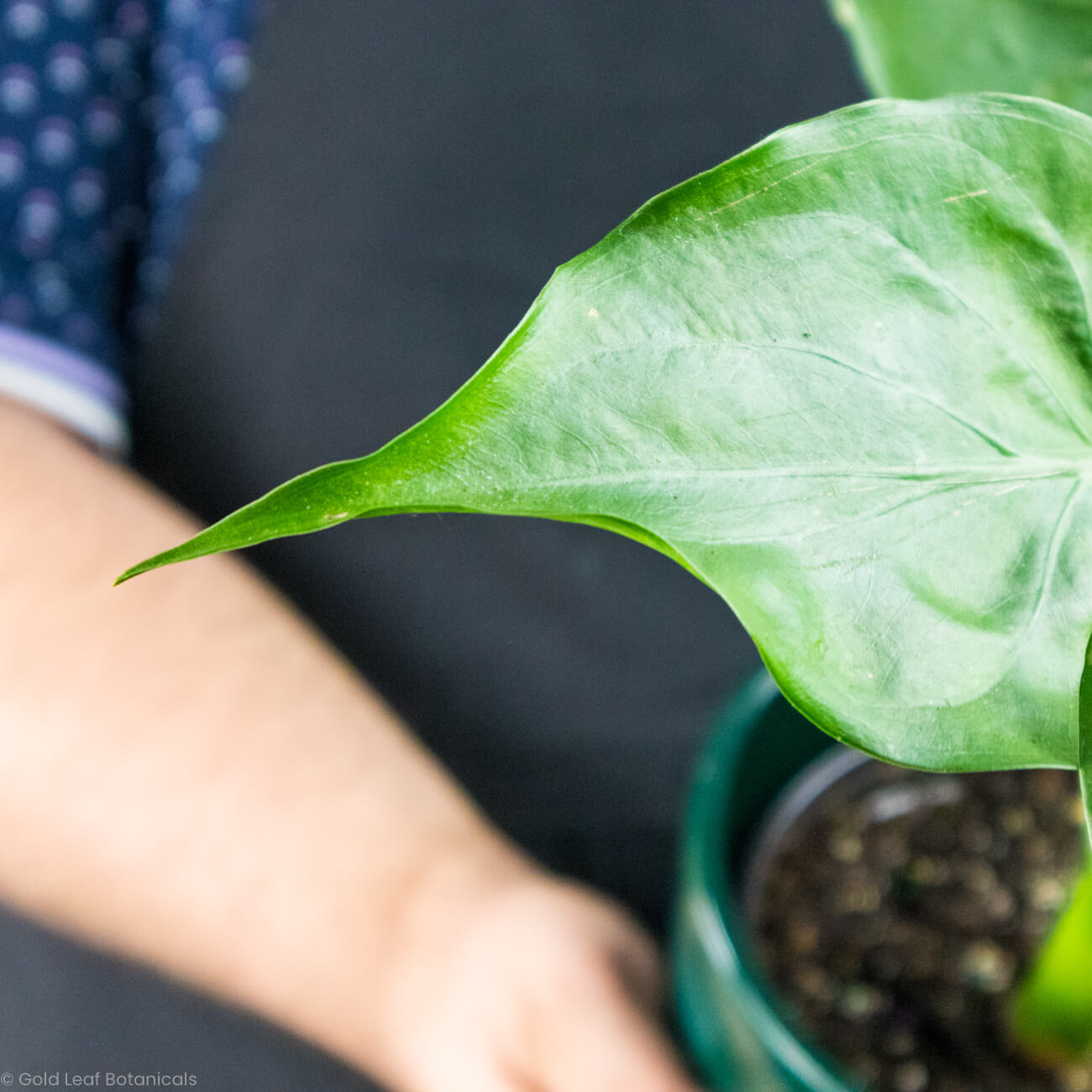 Alocasia Cucullata