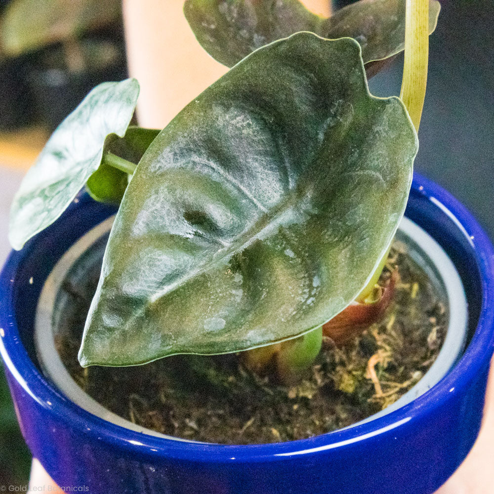 Buy a Alocasia Cuprea