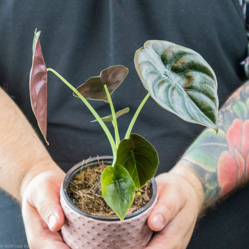 Alocasia Cuprea (Red Secret) Care