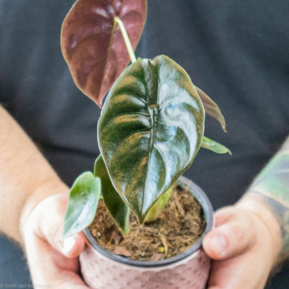 Alocasia Cuprea (Red Secret) Sun