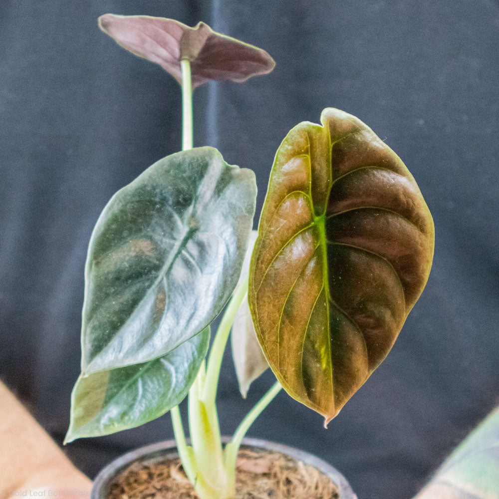 Alocasia Cuprea (Red Secret) Care - Sun, Water, and Soil – Gold Leaf ...