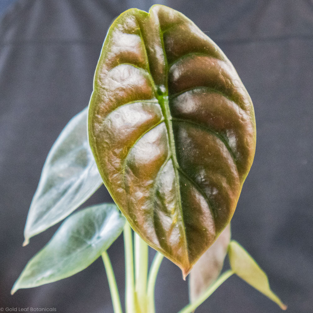 Alocasia Cuprea (Red Secret) Soil