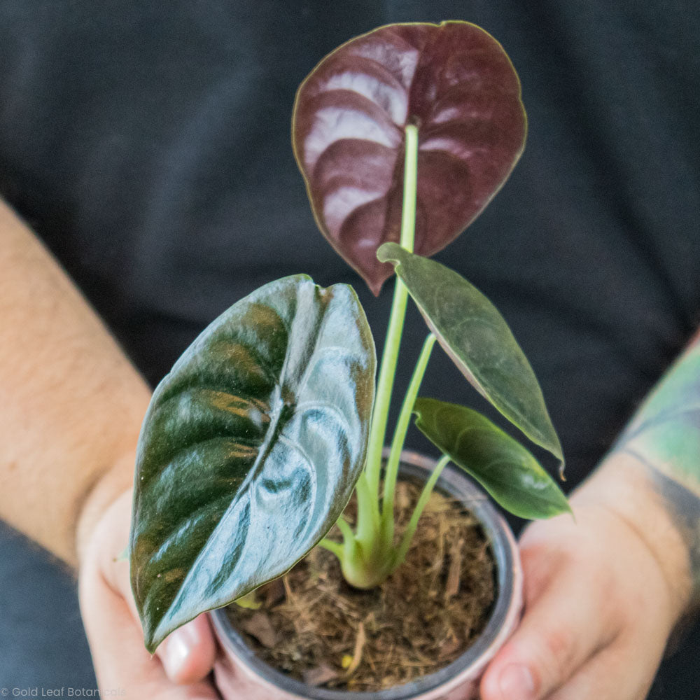 Alocasia Cuprea (Red Secret) Growing Information