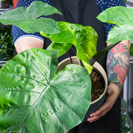 Alocasia Dark Star