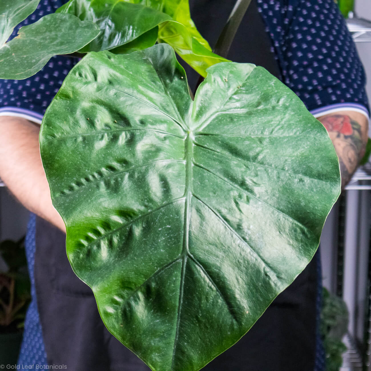 Alocasia Dark Star