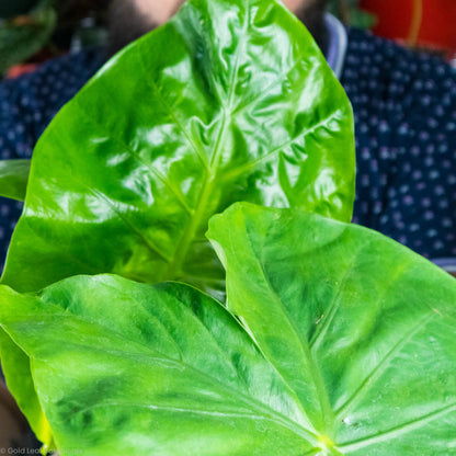 Alocasia Dark Star