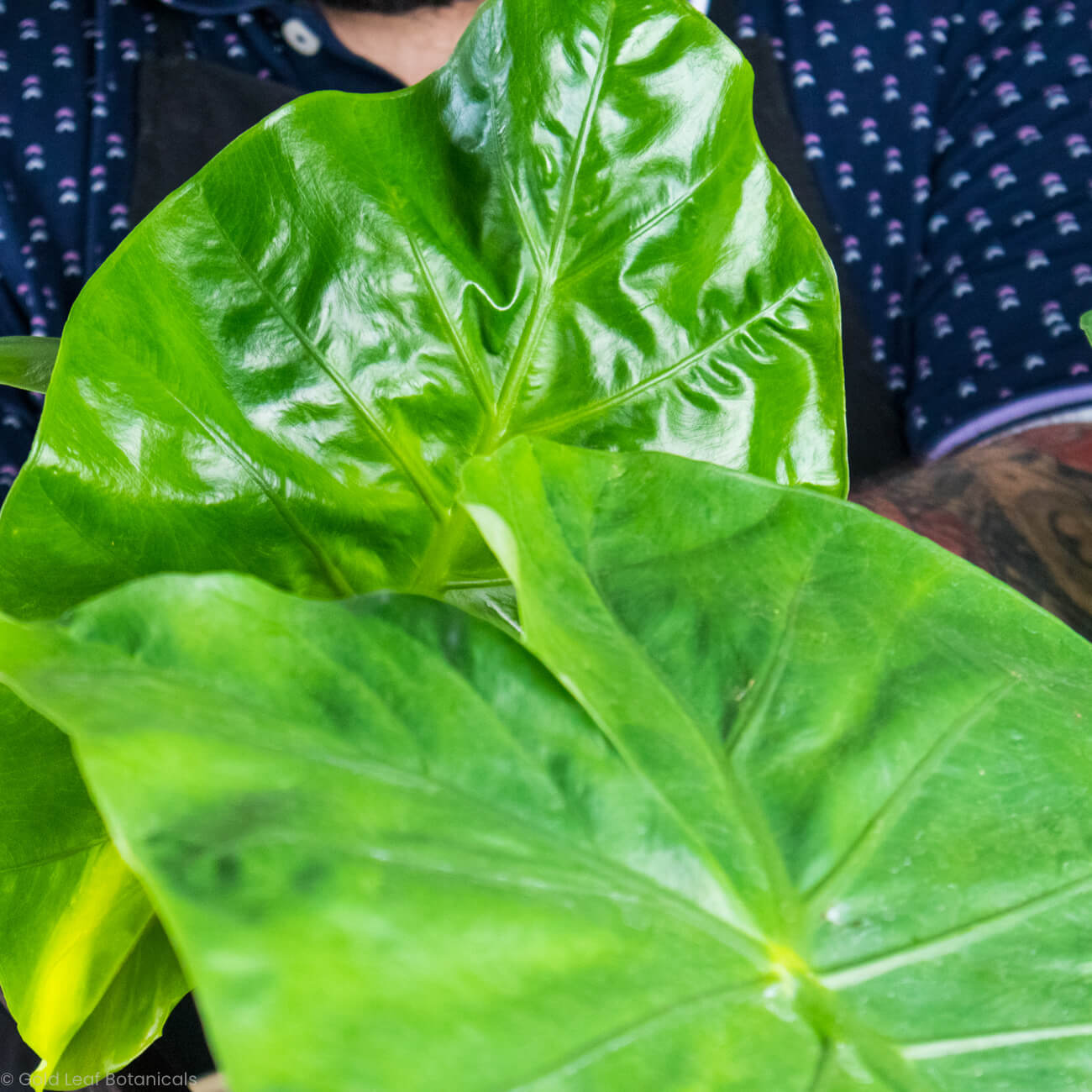 Alocasia Dark Star