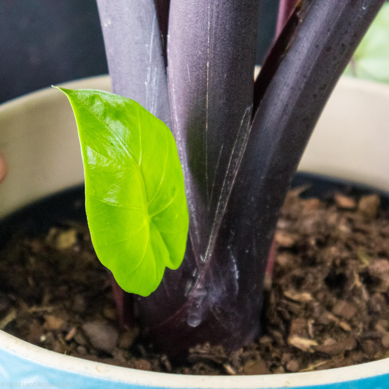 Alocasia Dark Star